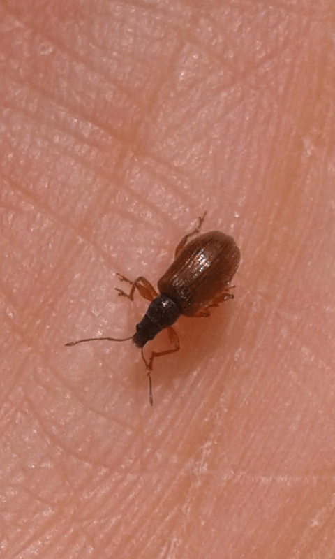 Curculionidae: Phyllobius oblongus